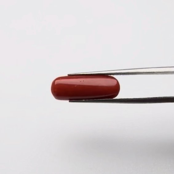 Red Coral | 5.25 Ratti