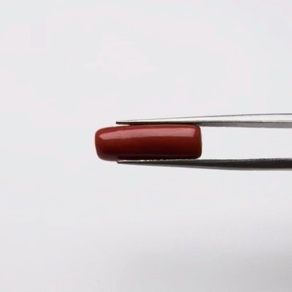 Red Coral | 5.00 Ratti