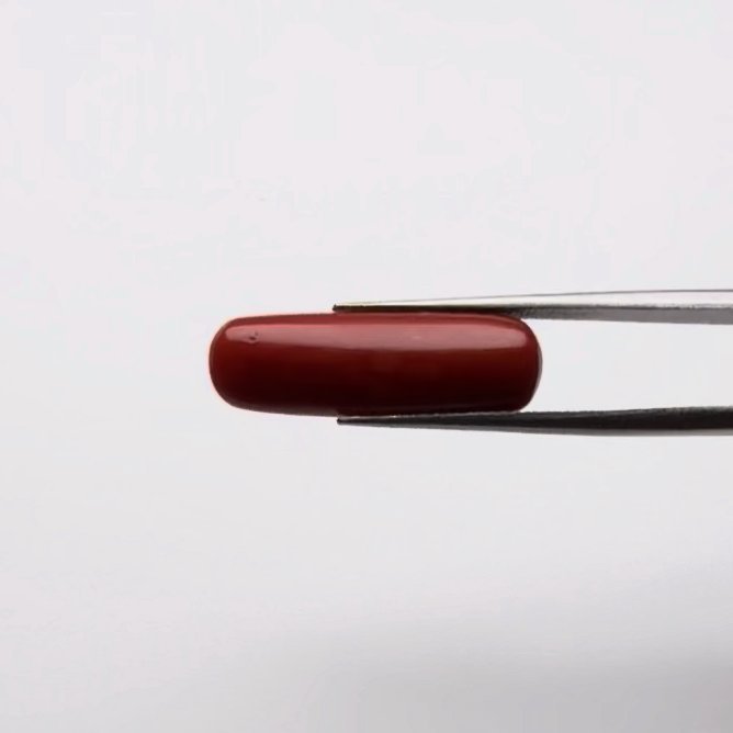 Red Coral | 10.00 Ratti