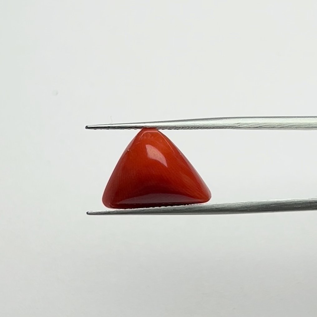 Authentic Natural Energized Red Coral Gemstone with 7.00 Ratti for Passion, Creativity, and Mars Ruling Deity Energies