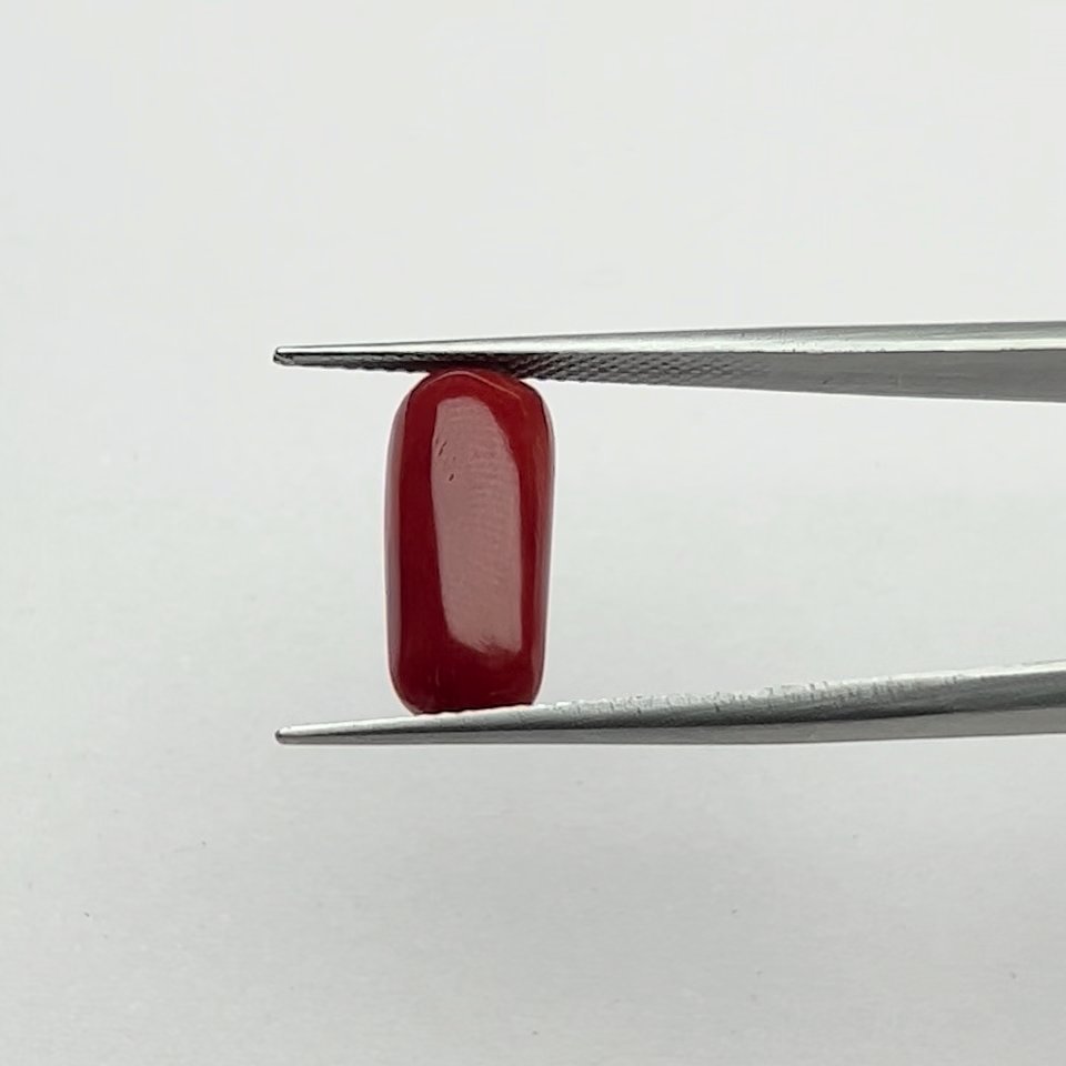 Certified Natural Energized Red Coral Gemstone 6.50 Ratti for Mars Energization, Courage, and Passion Enhancements