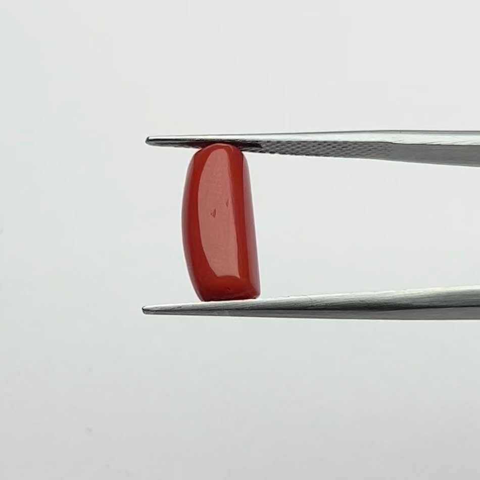 Certified Natural Energized Red Coral Gemstone 5.00 Ratti for Mars Energies and Courageous Protection