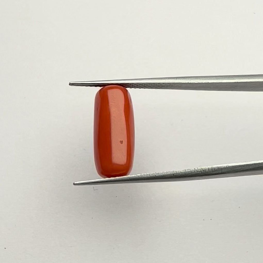Genuine Energized Red Coral Gemstone 7.50 Ratti for Venus Goddess, Love, and Abundance Activations