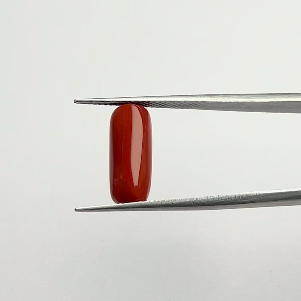 Certified Natural Energized Red Coral Gemstone 6.25 Ratti for Mars Energies and Courageous Life Transformations