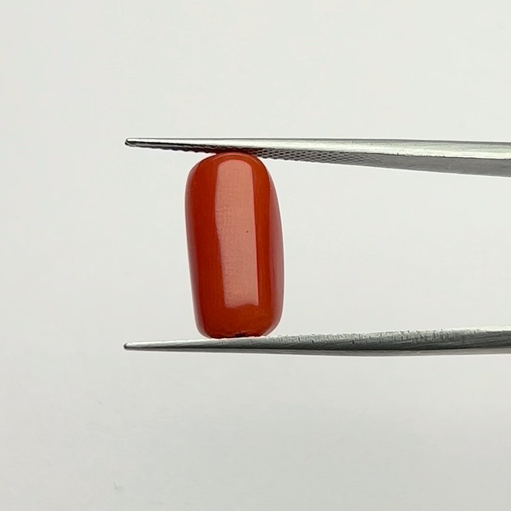 Vibrant Certified Natural Energized Red Coral Gemstone 7.25 Ratti for Mars Energy, Passion, and Courageous Strength