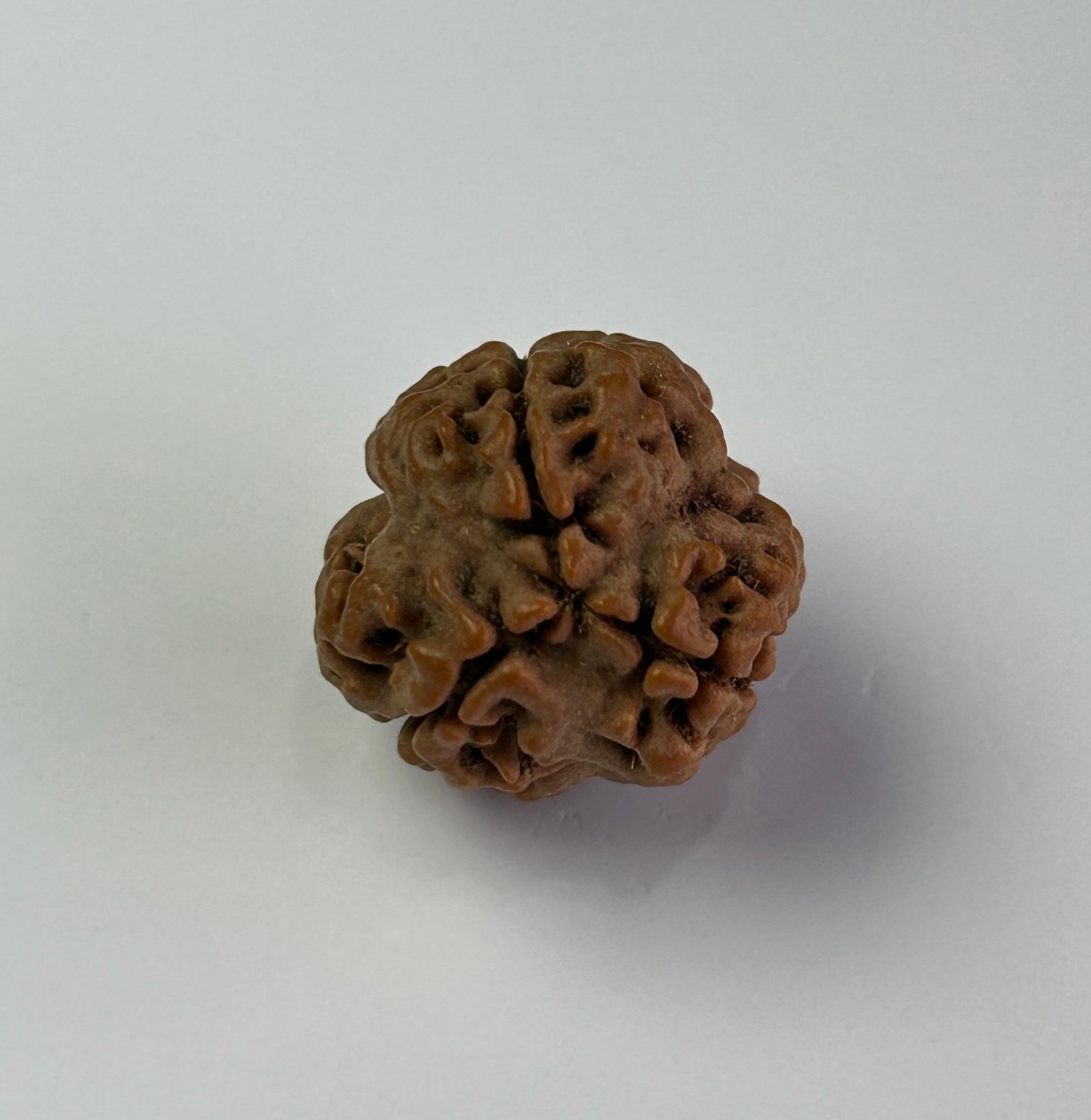 Certified Natural Energized 3 Face Rudraksha Bead (10 Ratti) for the Blessings of Lord Kartikeya and Courage