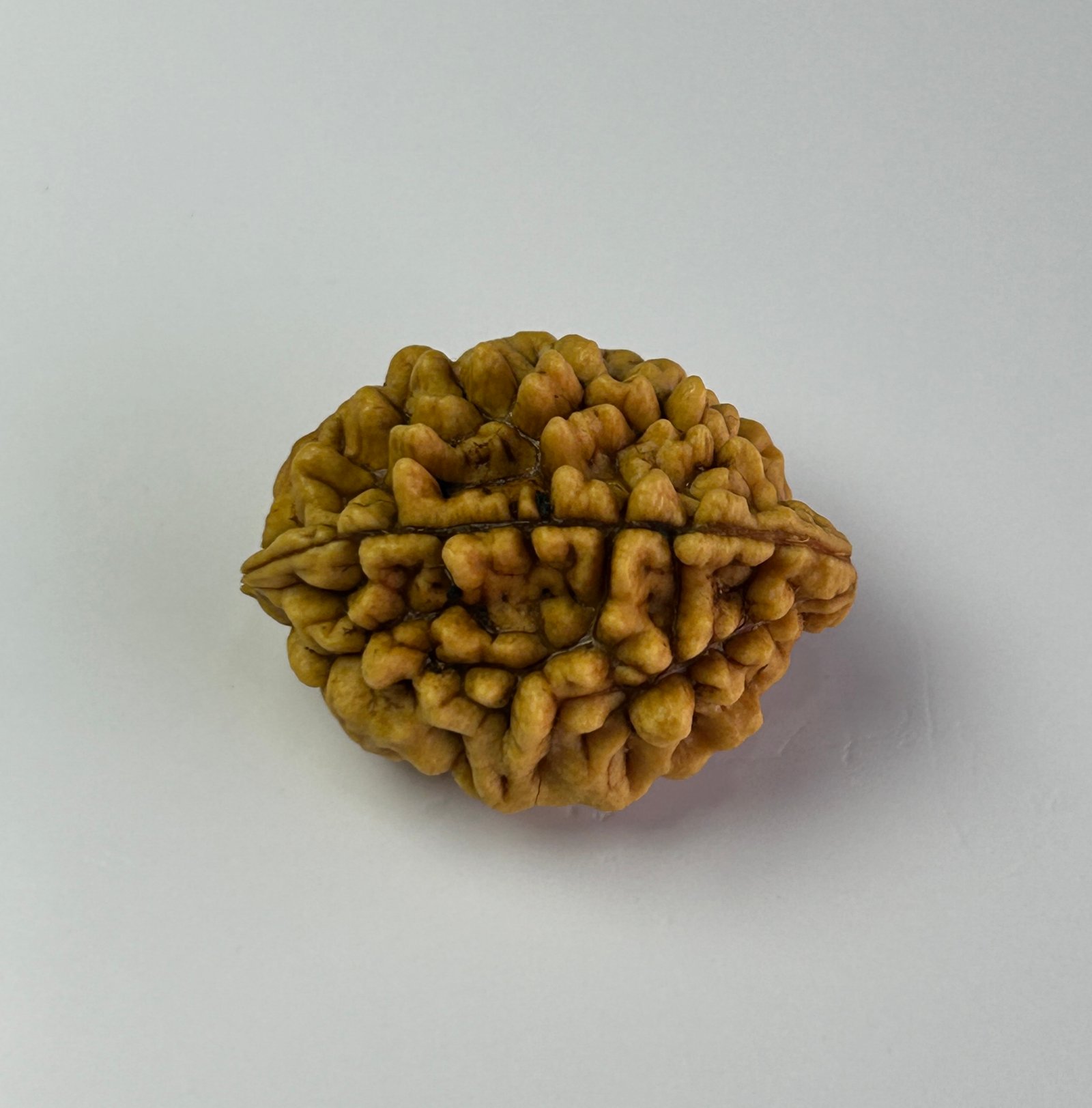 Certified Authentic Energized Two Mukhi Rudraksha Beads, 18 Ratti for Mercury Planet Energy, Communication Skills, and Mental Balance