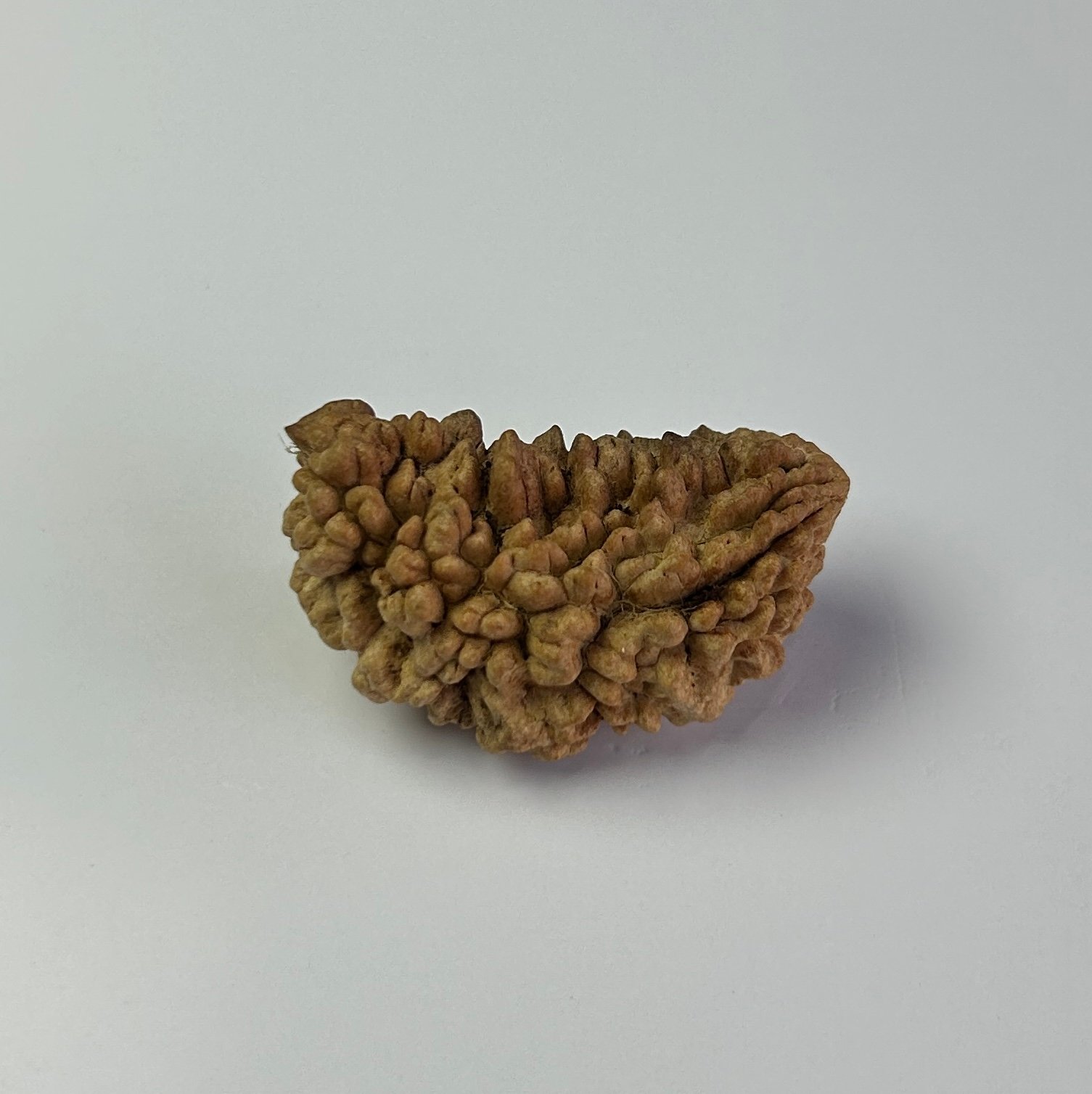 Certified Natural Energized One Mukhi Rudraksha Mala Bead - 8.50 Ratti for Shani (Saturn) Protection and Spiritual Growth