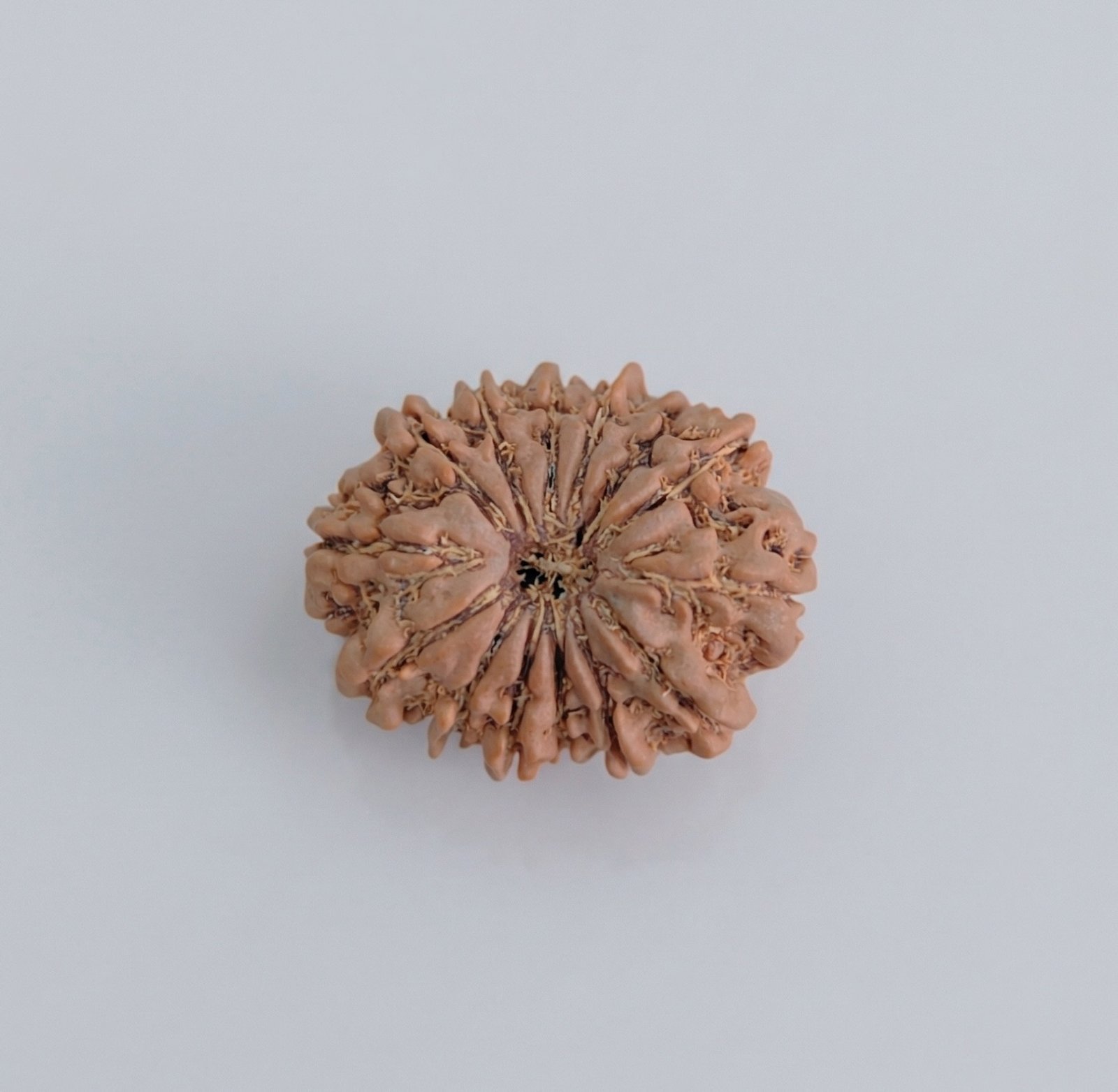 14 Mukhi Rudraksha