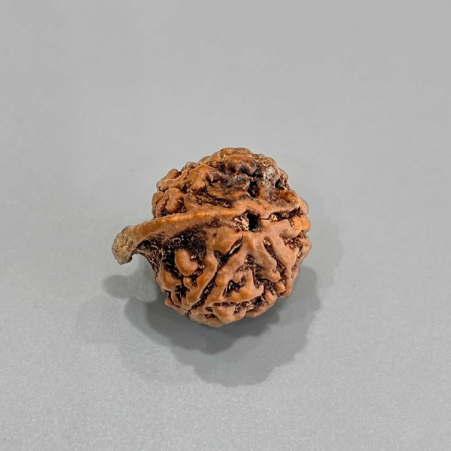 Ganesh Mukhi Rudraksha