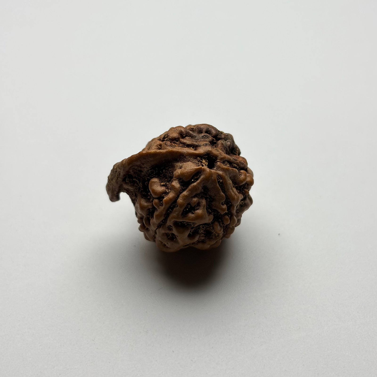 Ganesh Mukhi Rudraksha