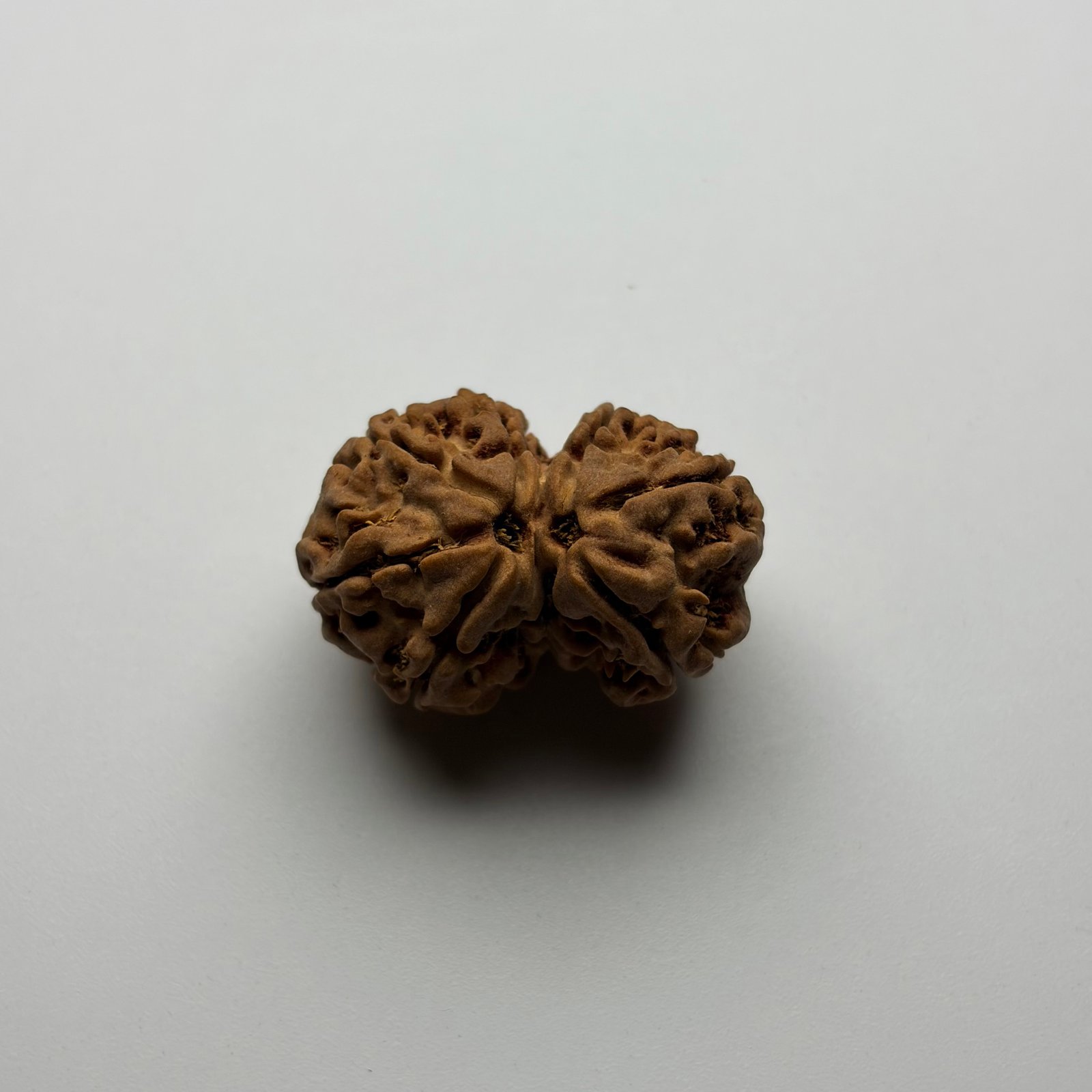 Gouri Shankar Rudraksha