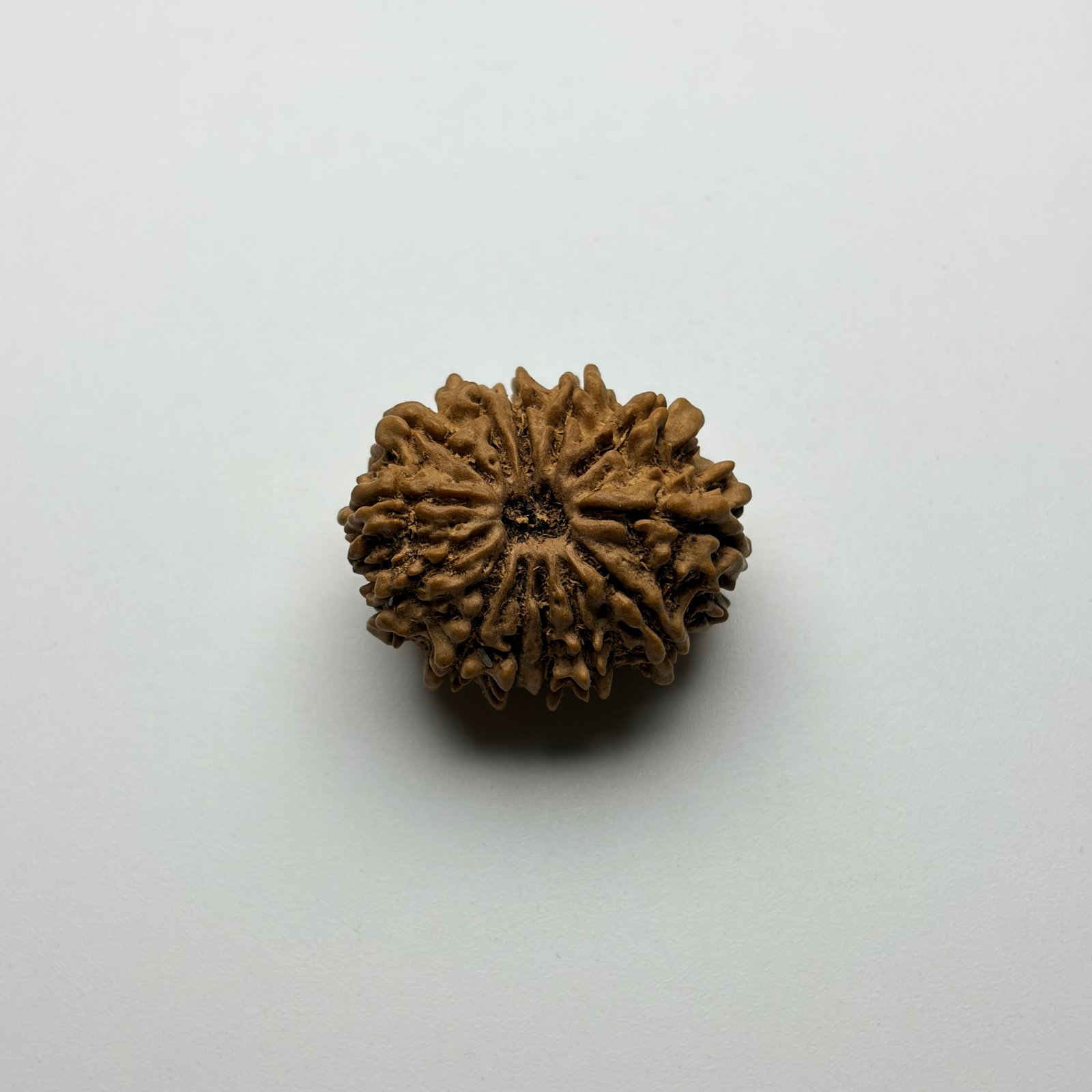 13 Mukhi Rudraksha