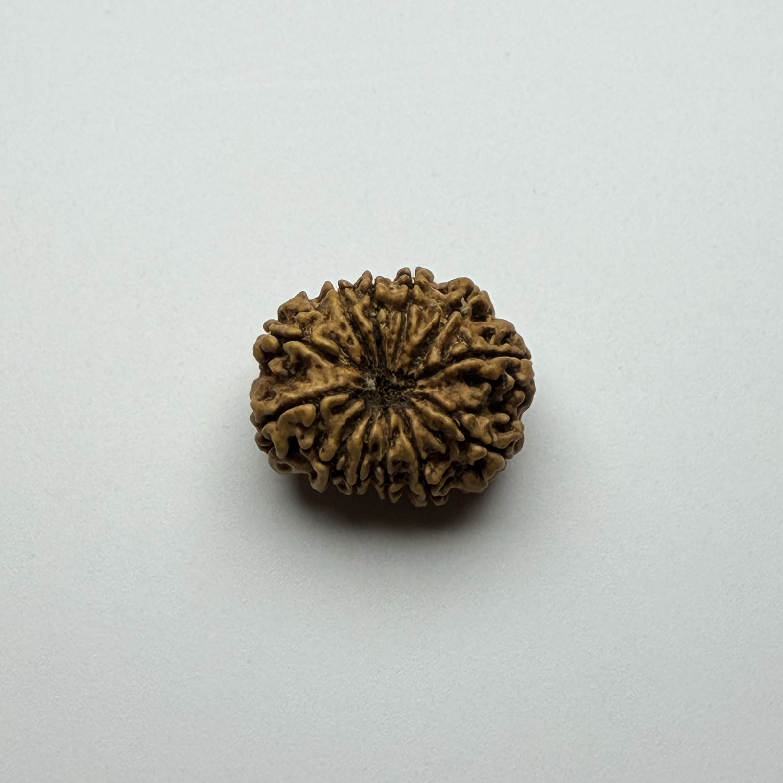 12 Mukhi Rudraksha