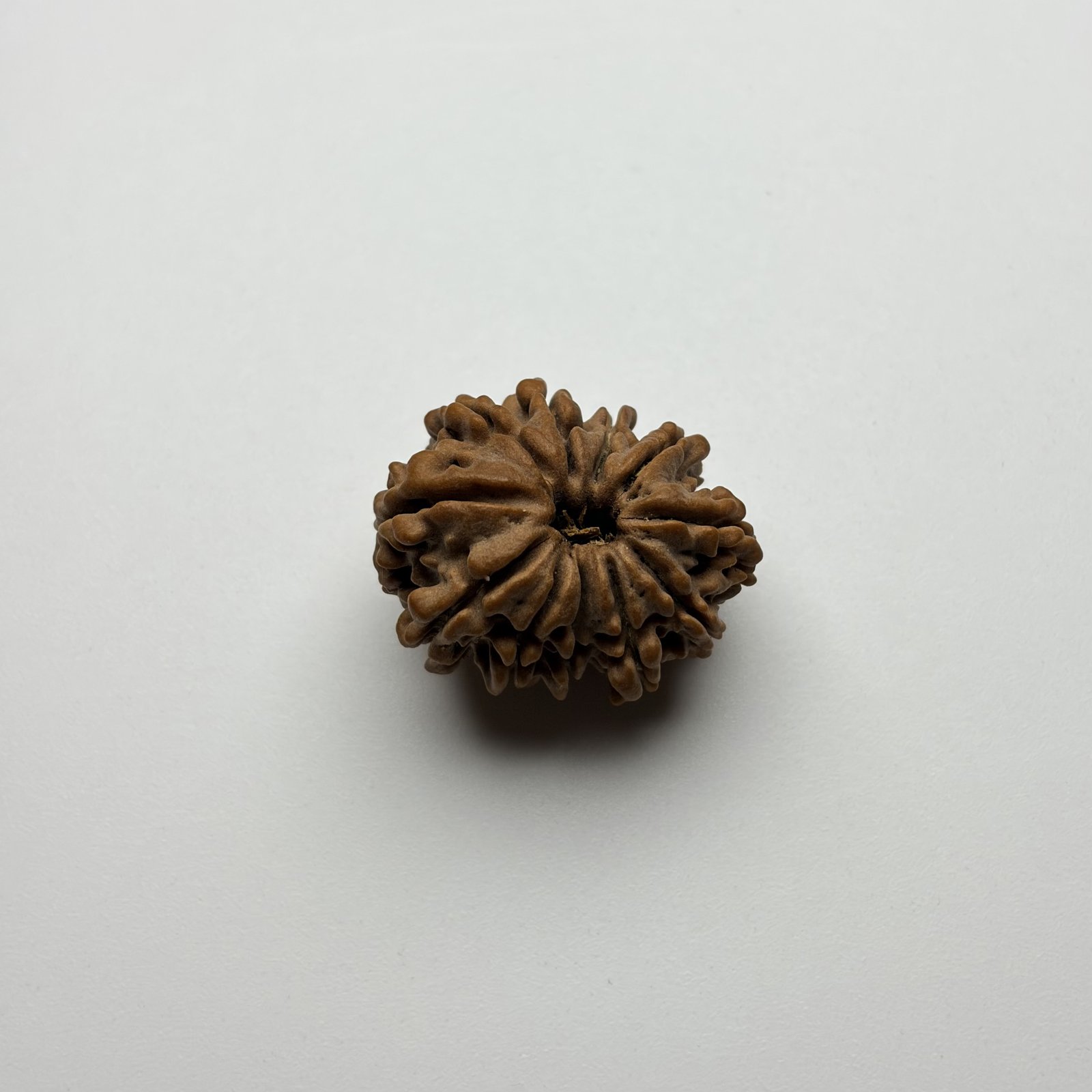11 Mukhi Rudrksha