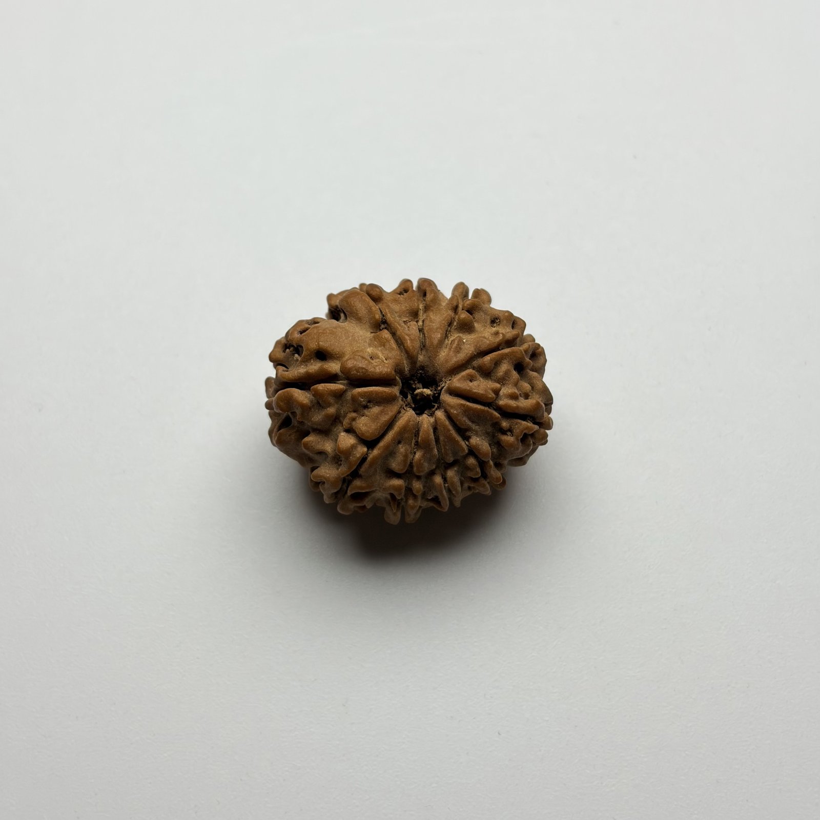 10 Mukhi Rudraksha