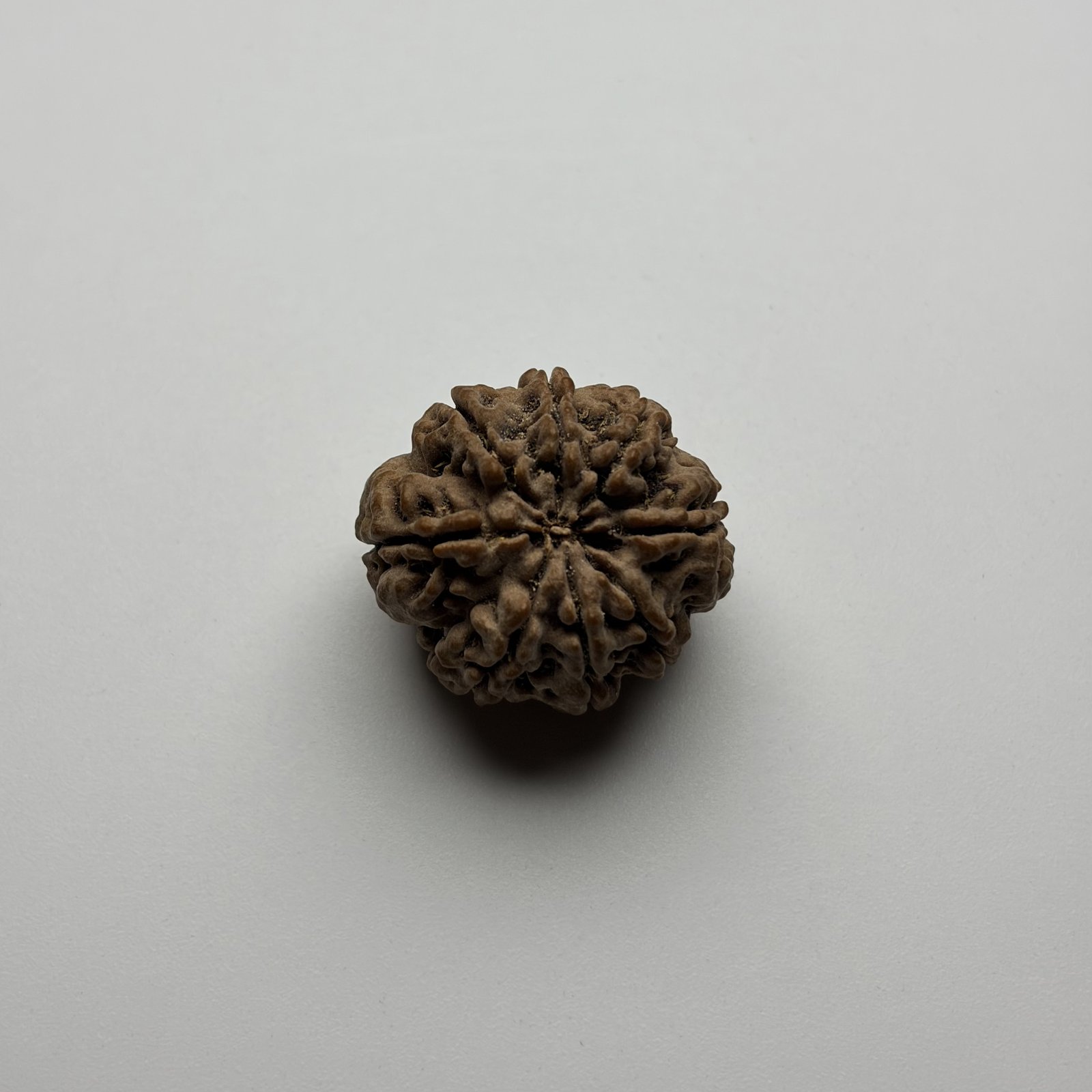 8 Mukhi Rudraksha