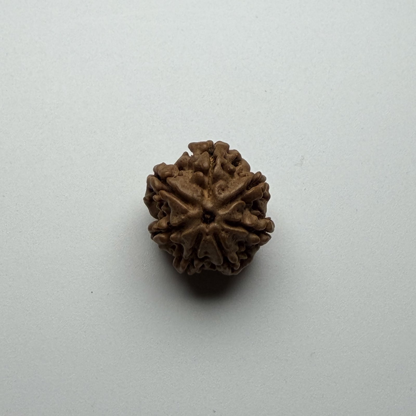 7 Mukhi Rudraksha