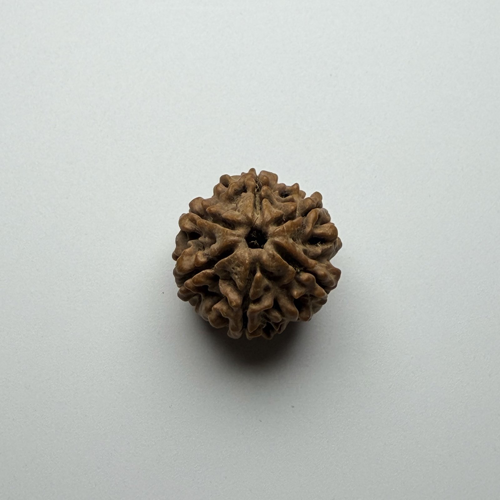 6 Mukhi Rudraksha
