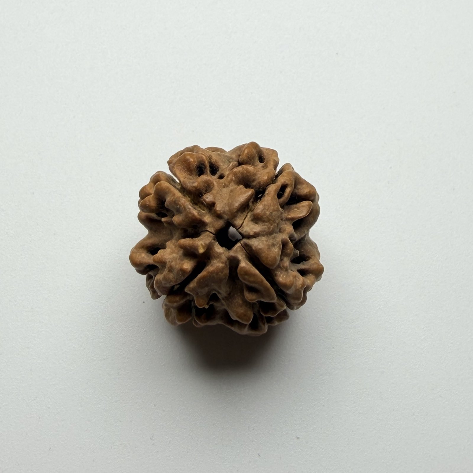 4 Mukhi Rudraksha
