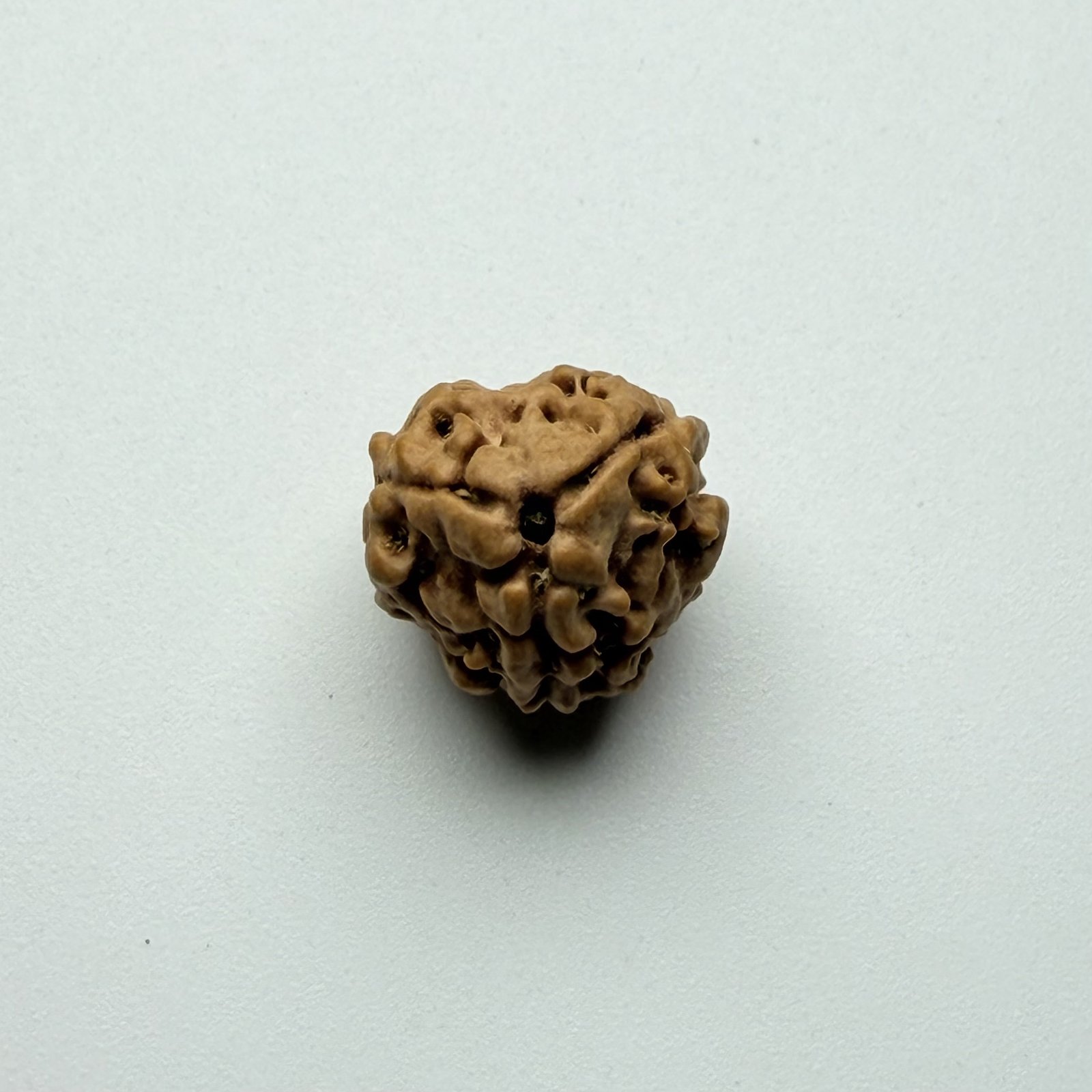 3 Mukhi Rudraksha