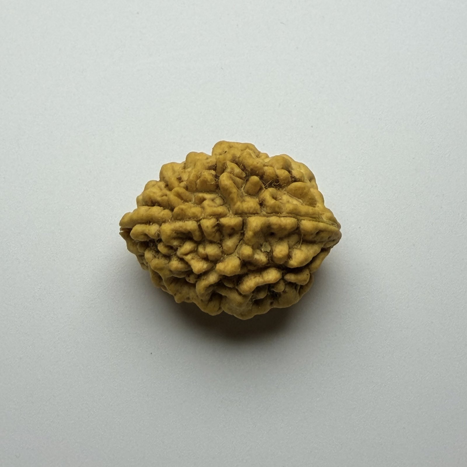 2 Mukhi Rudraksha