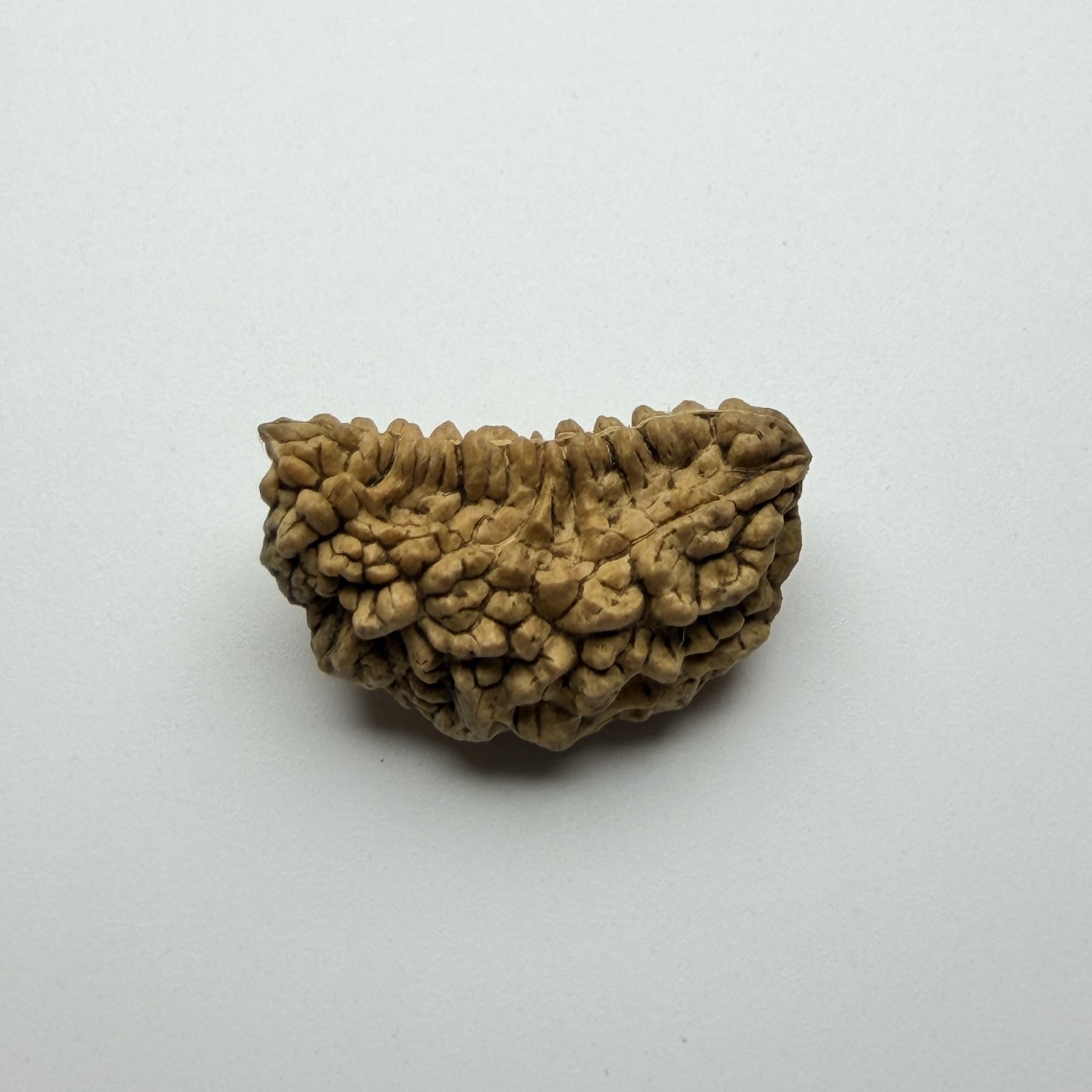 1 Mukhi Rudraksha