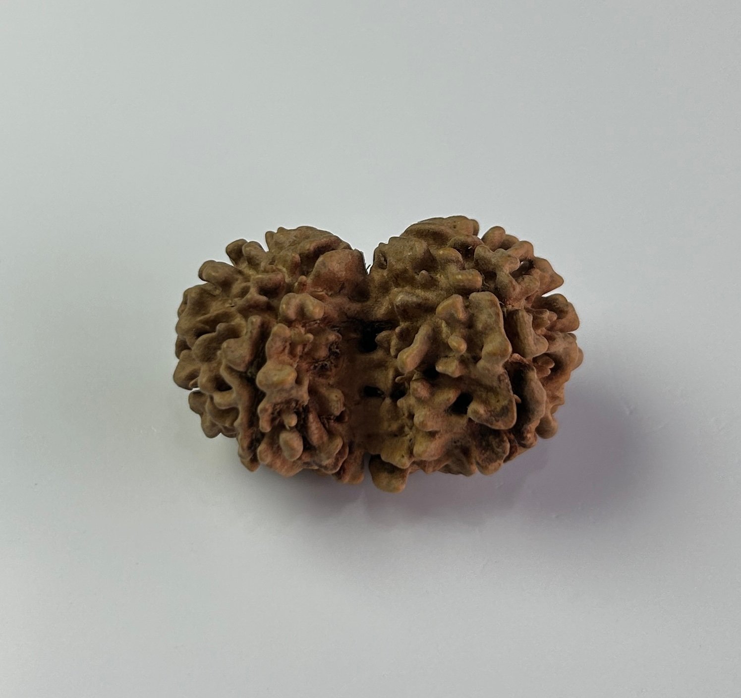 Gouri Shankar Rudraksha