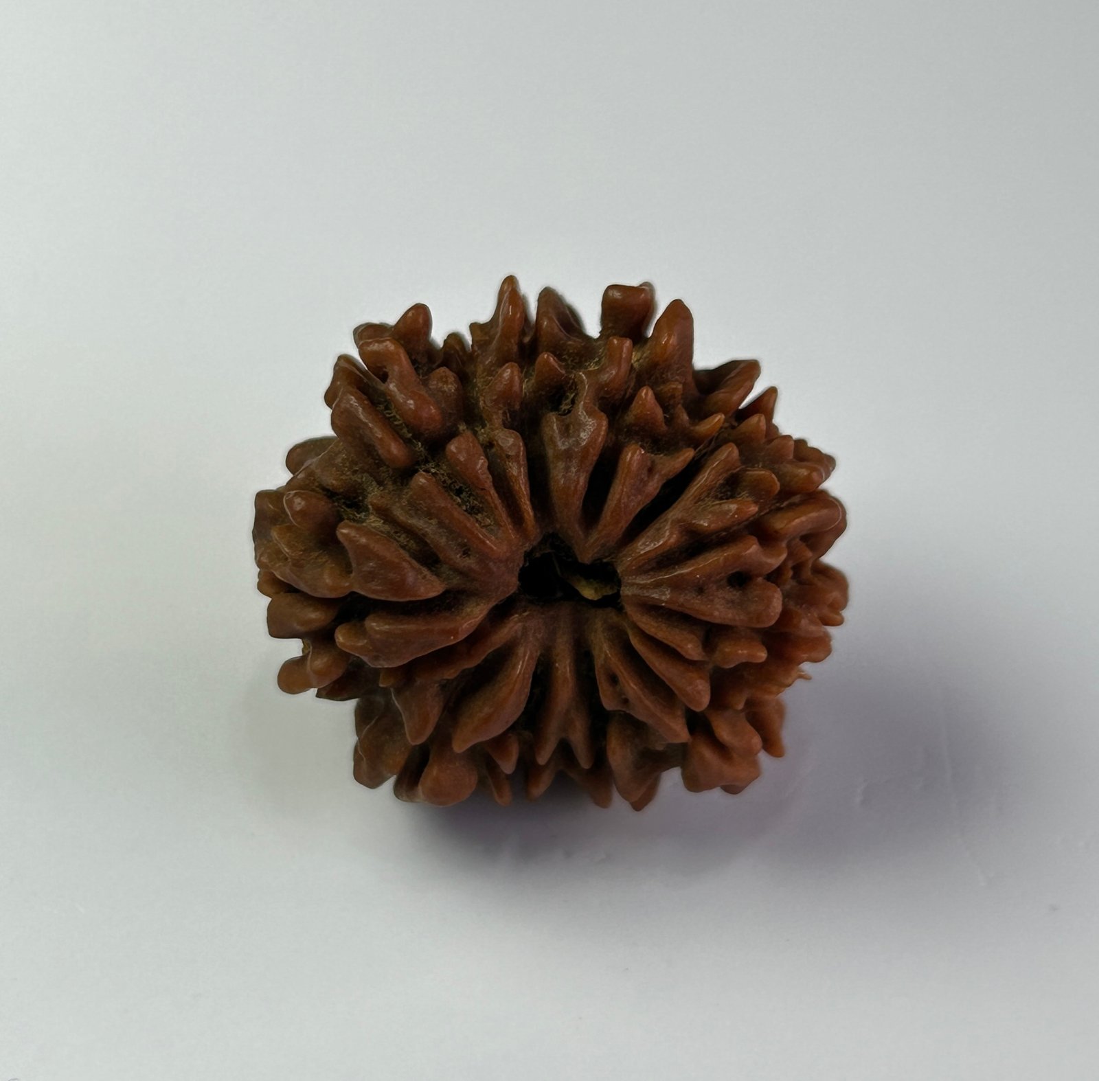 14 Mukhi Rudraksha