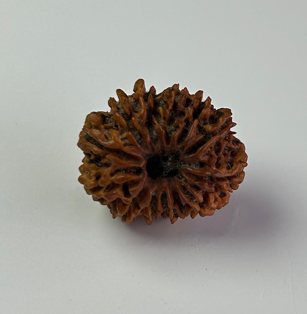 13 Mukhi Rudraksha