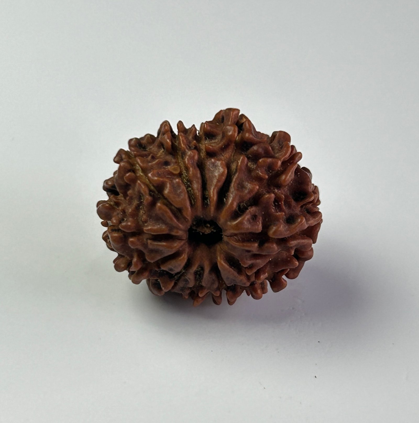 12 Mukhi Rudraksha