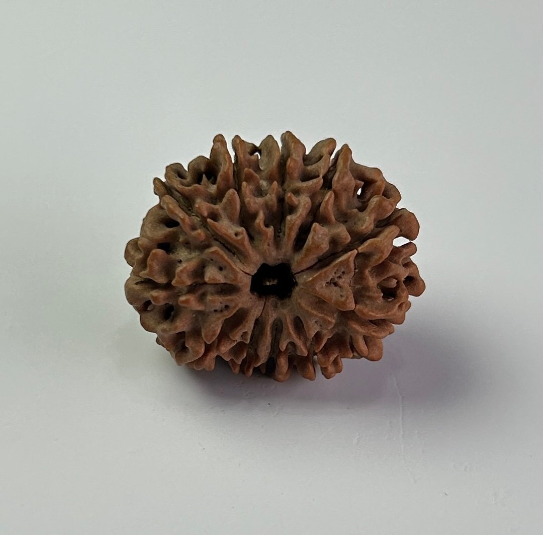 11 Mukhi Rudraksha