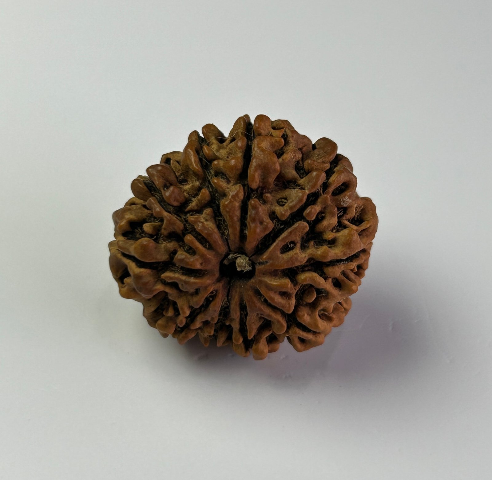 10 Mukhi Rudraksha