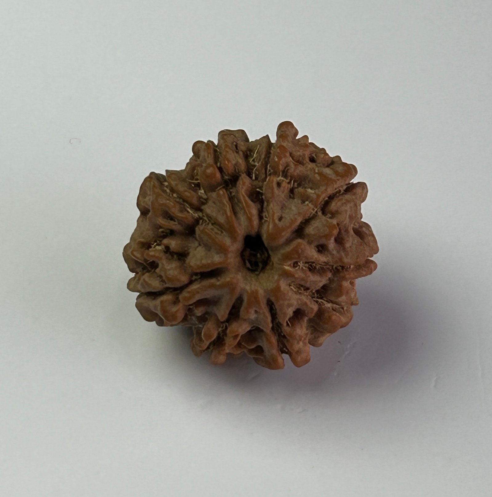 9 Mukhi Rudraksha
