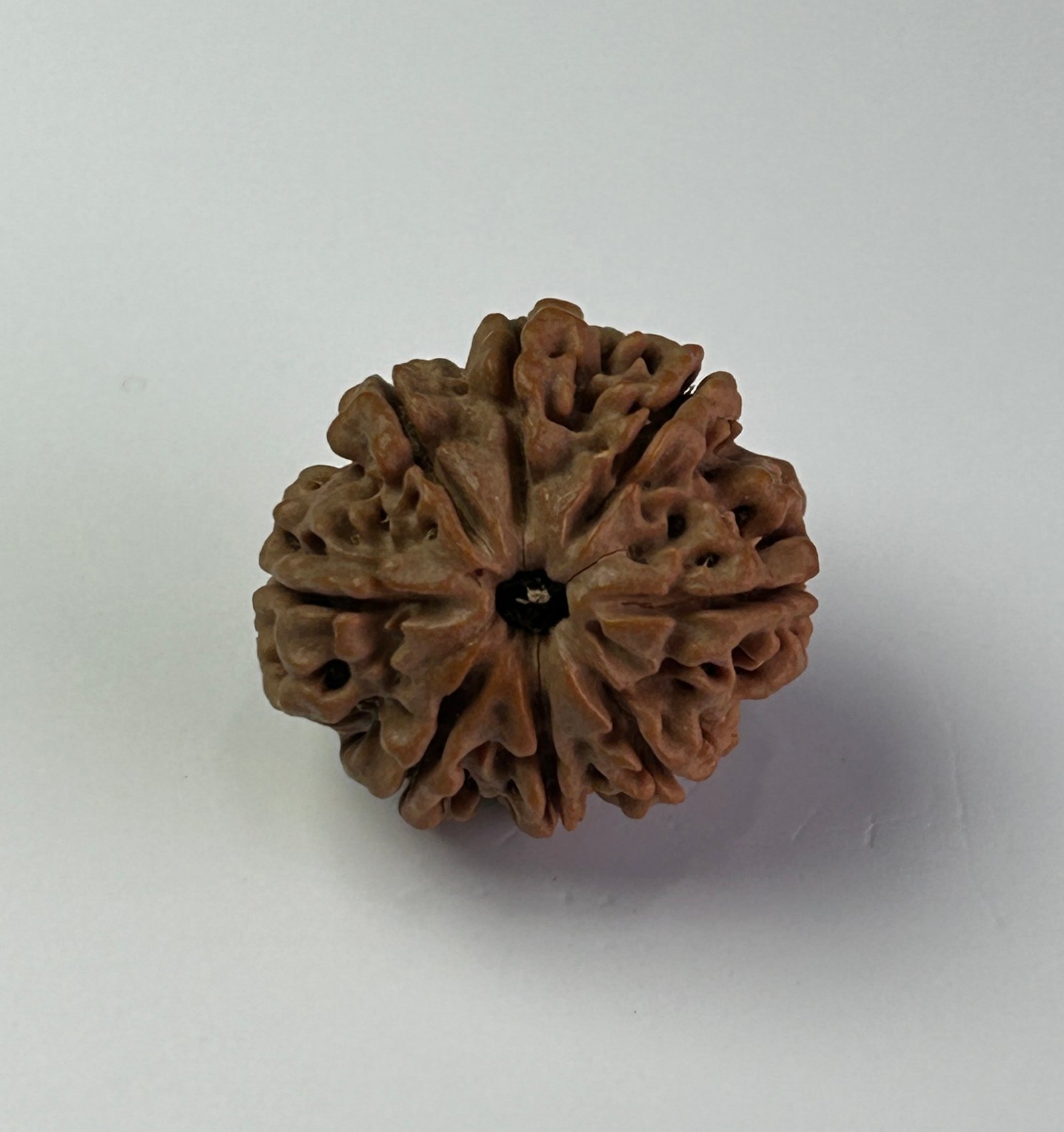 8 Mukhi Rudraksha