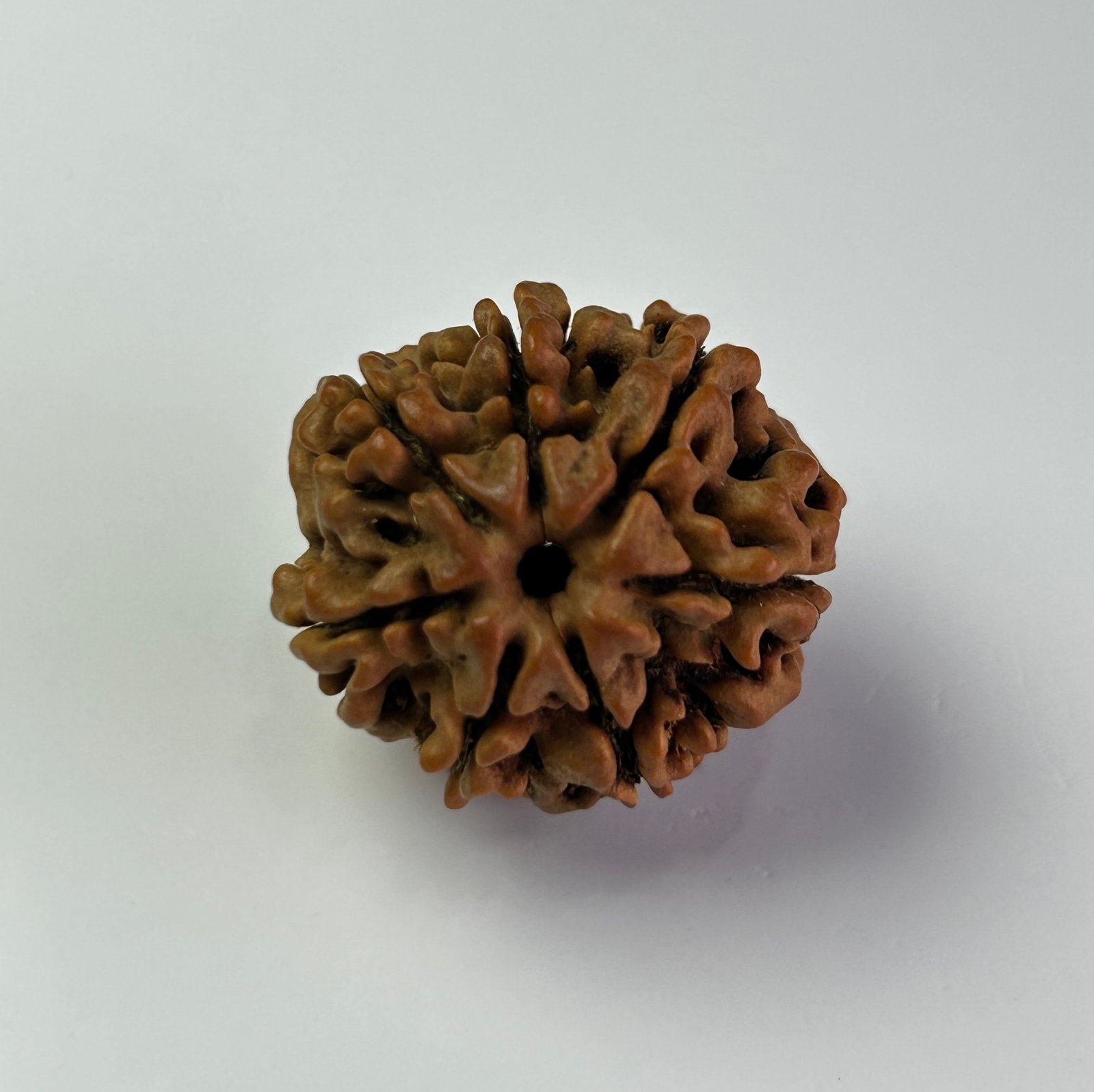 7 Mukhi Rudraksha