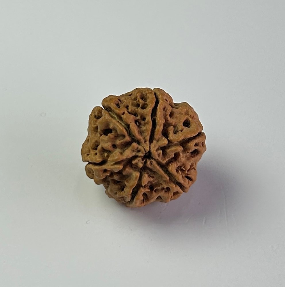 6 Mukhi Rudraksha