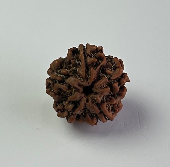 5 Mukhi Rudraksha