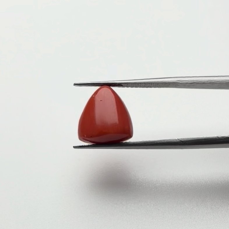 Red Coral | 7.00 Ratti