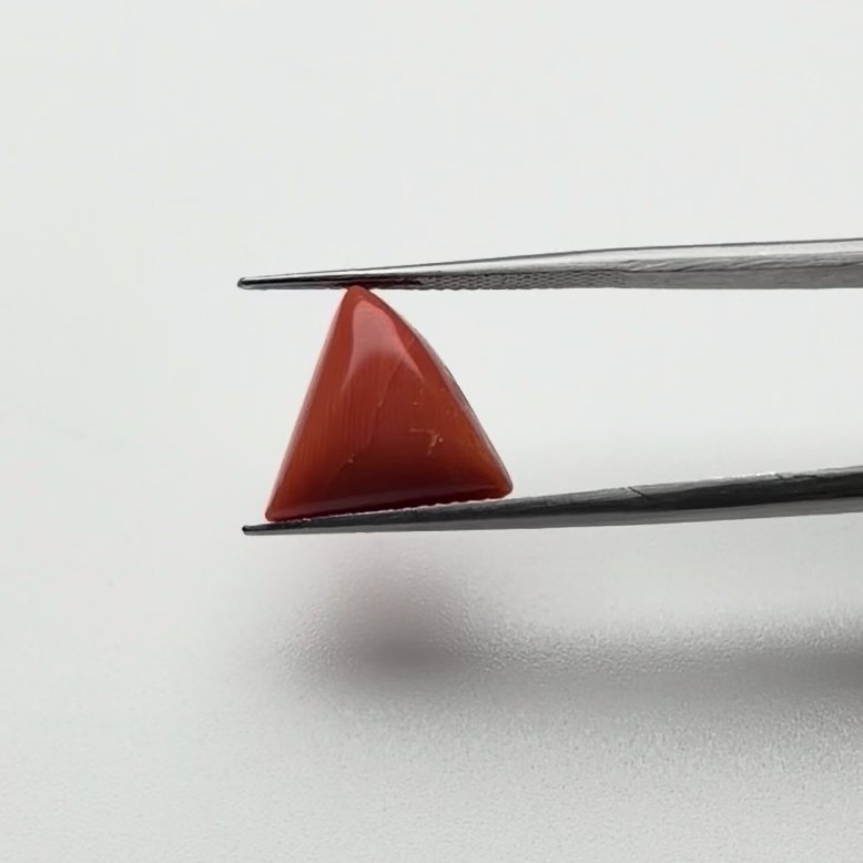 Red Coral | 7.00 Ratti