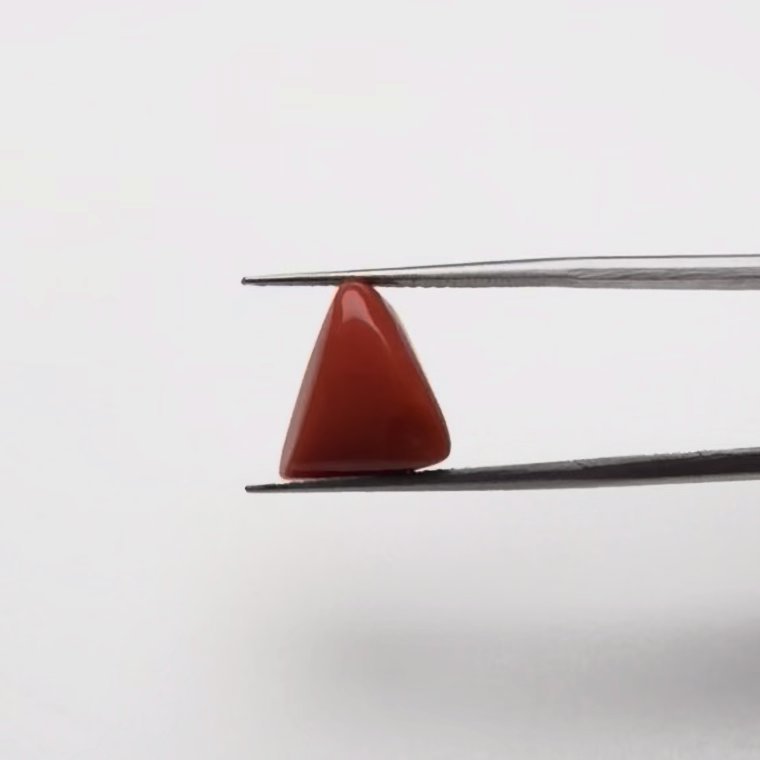 Red Coral | 7.00 Ratti