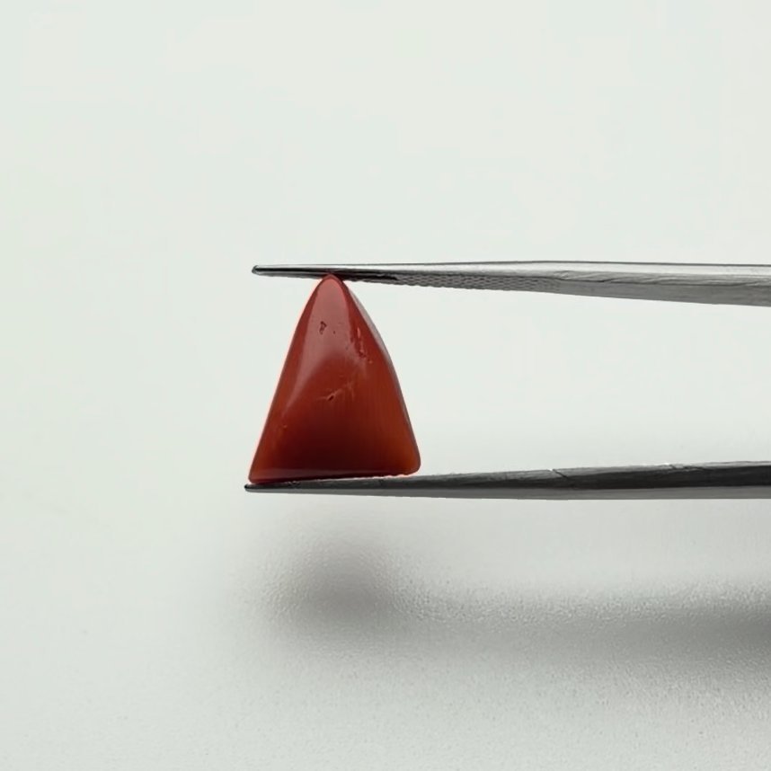 Red Coral | 7.00 Ratti