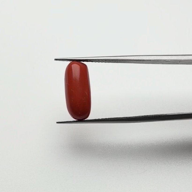 Red Coral | 5.50 Ratti