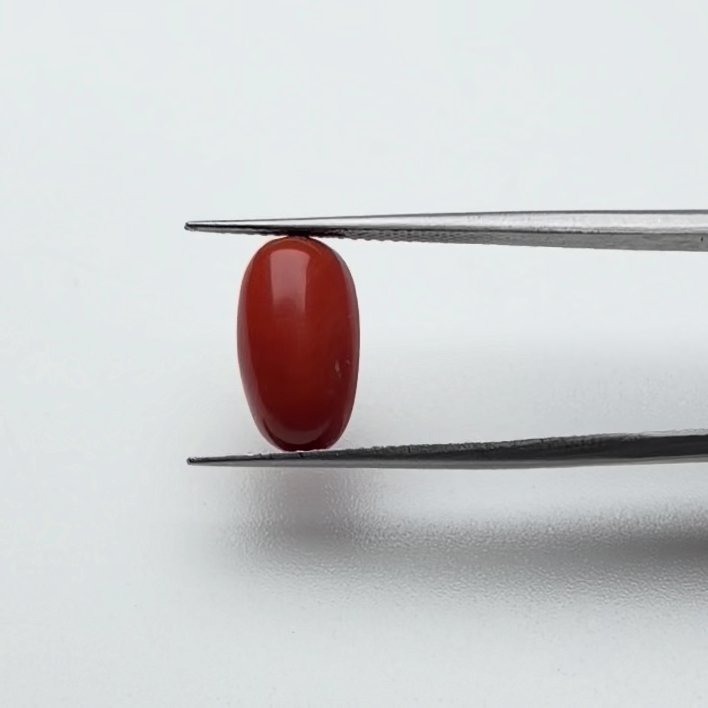 Red Coral | 5.25 Ratti