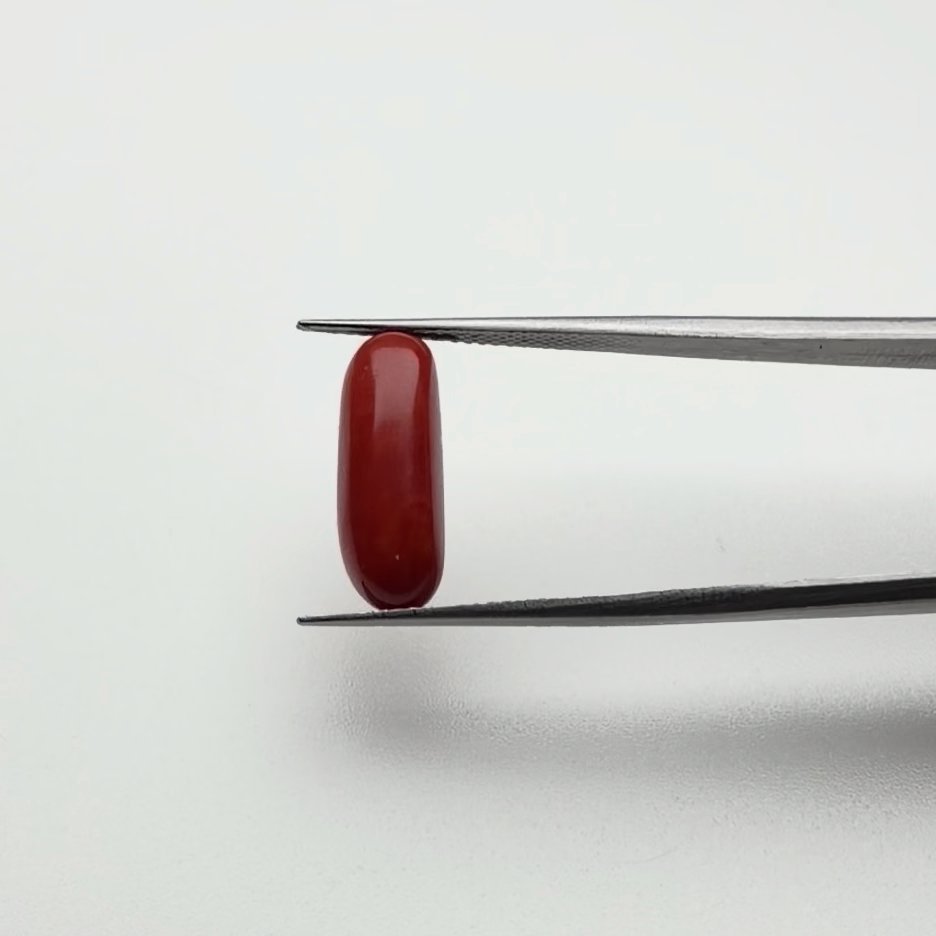 Red Coral | 6.50 Ratti