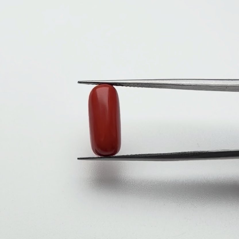 Red Coral | 6.50 Ratti