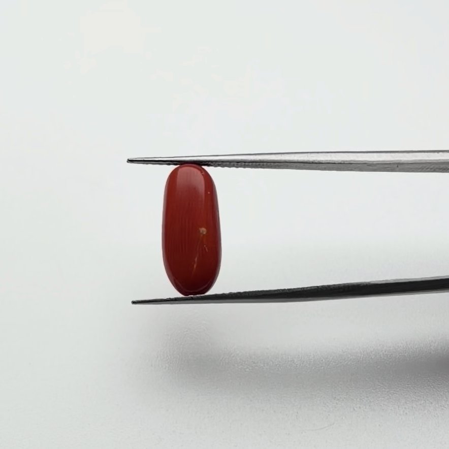 Red Coral | 6.00 Ratti