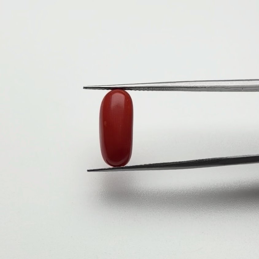 Red Coral | 5.50 Ratti