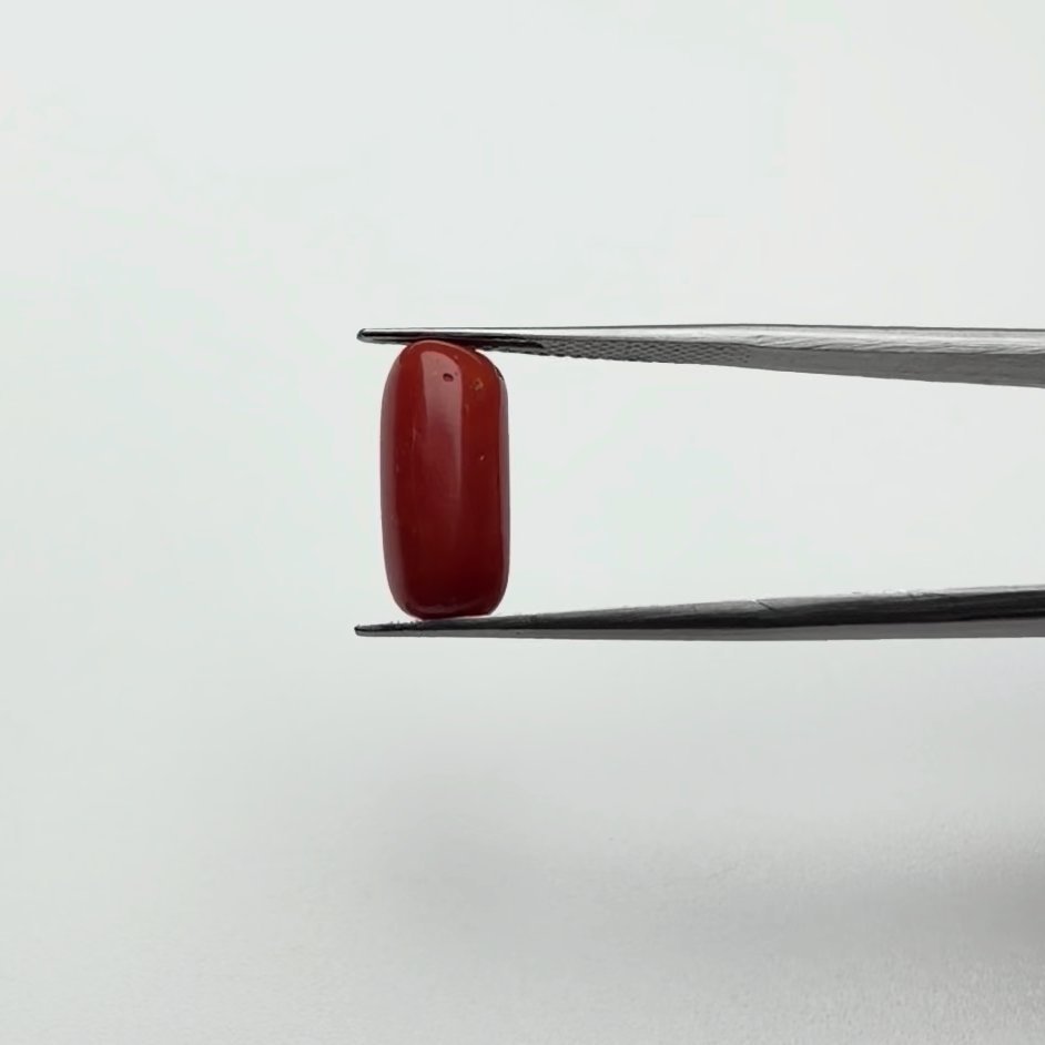 Red Coral | 6.00 Ratti
