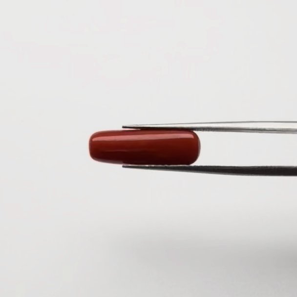 Red Coral | 5.00 Ratti